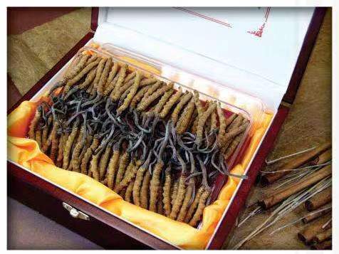 浦城冬虫夏草回收